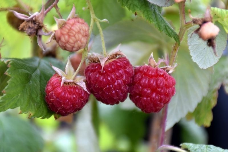 Raspberry-Heritage 1C