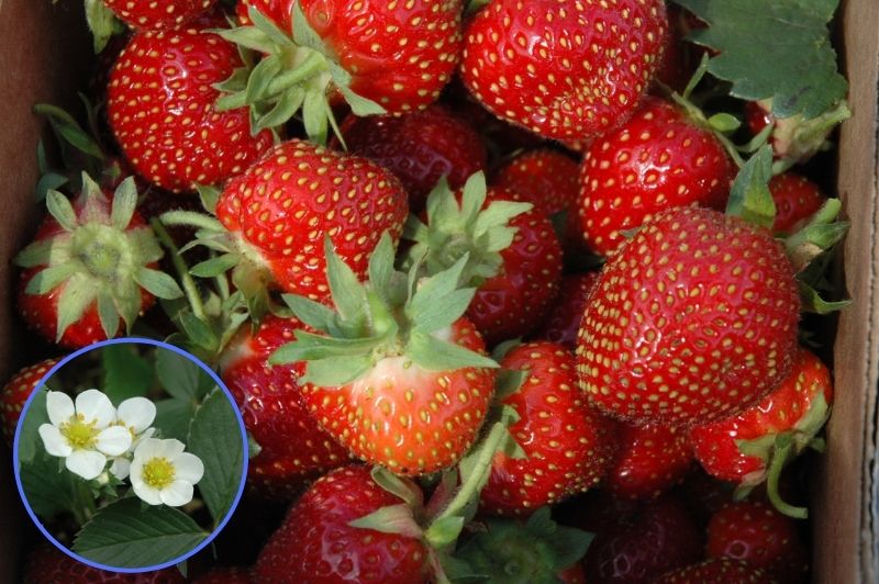 Strawberry-Allstar 3.5"C