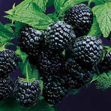 Raspberry-Jewel Black 1C