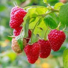 Raspberry-Latham 2C