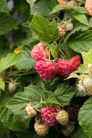 Raspberry-Raspberry Shortcake 2C