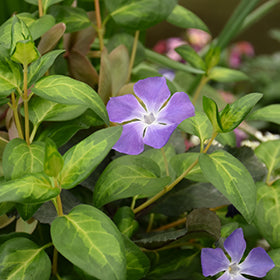Vinca-Vine Maculata 3.5"