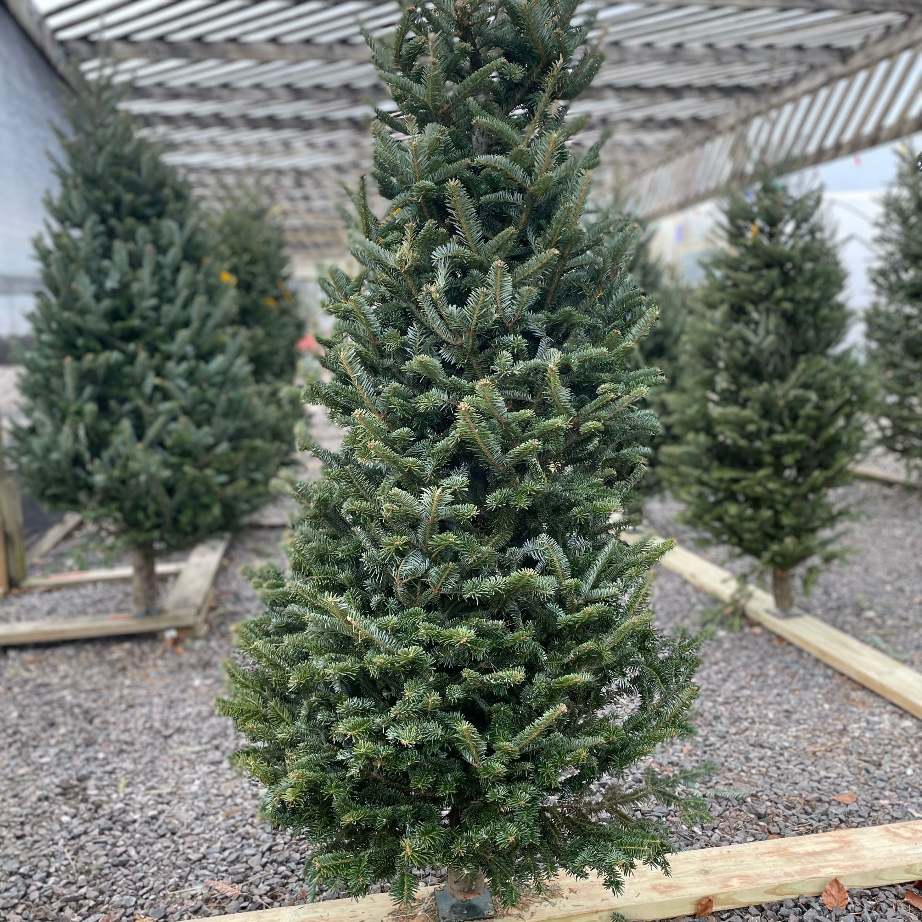 Christmas Trees – Country Arbors Nursery