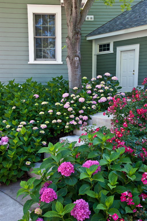 Shrubs – Country Arbors Nursery