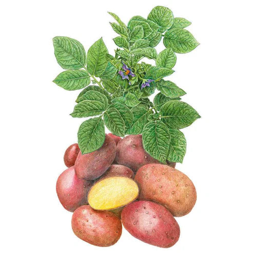 Potato-Clancy Hybrid