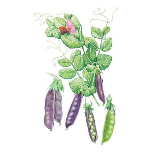 Pea-Snap Sugar Magnolia