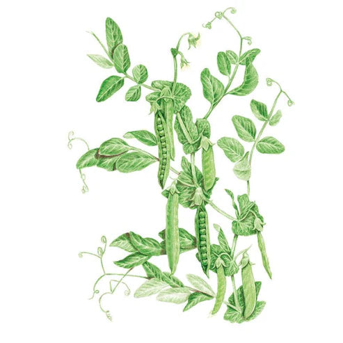 Pea-Shelling Green Arrow