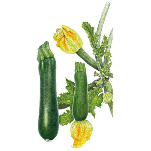 Squash-Summer Black Beauty
