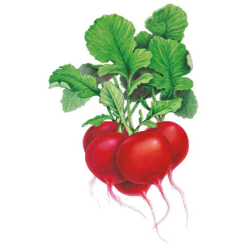 Radish-Crimson Giant