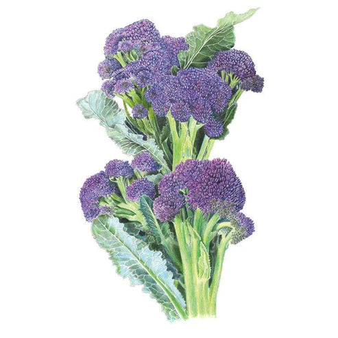 Broccoli-Burgundy