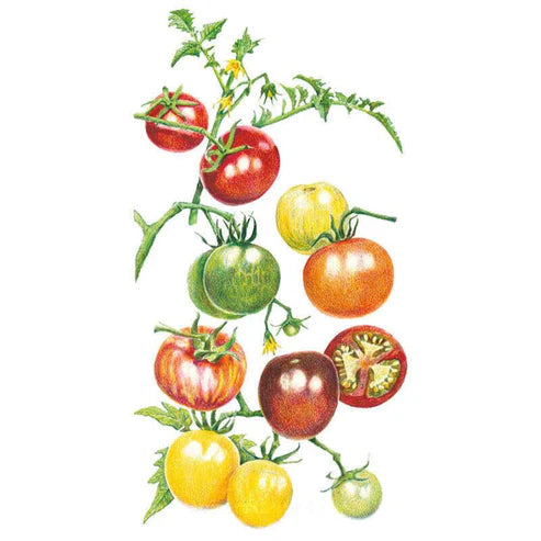 Tomato-Cherry Rainbow Blend