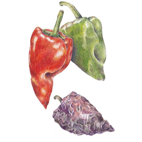 Pepper-Chile Ancho/Poblano