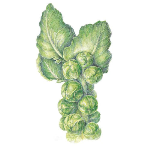 Brussel Sprouts-Long Island Imp