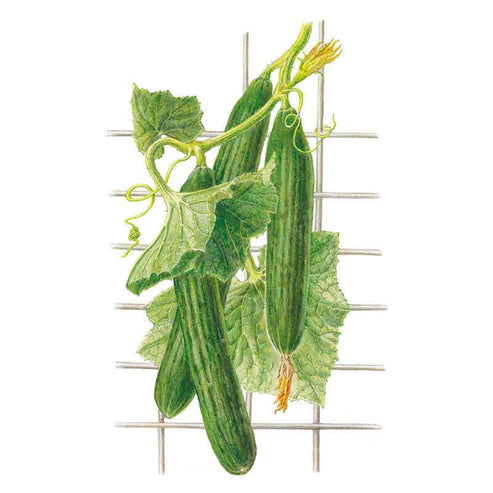 Cucumber-English Telegraph