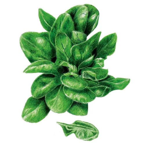 Spinach-Matador