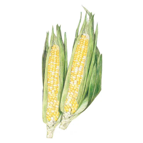 Corn-Sweet Ambrosia Hybrid