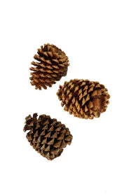Christmas-Pine Cone Jeffrey Each