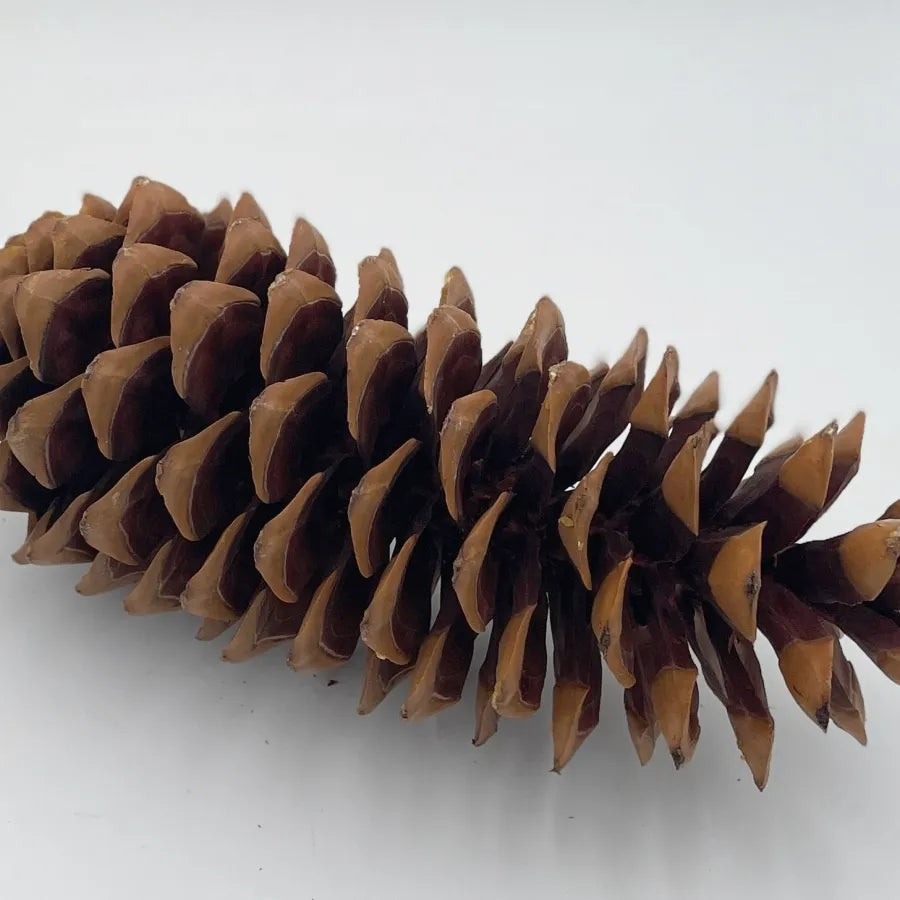 Pine Cone-Sugar Plain
