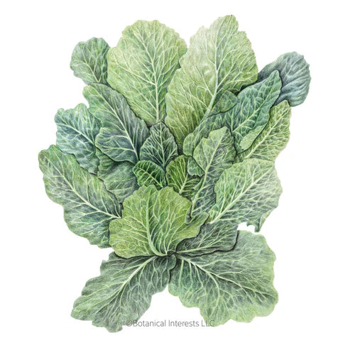 Collards-Top Bunch 2.0 Hybrid