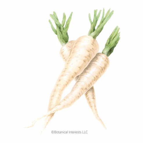 Parsnip-Javelin Hybrid