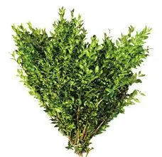 Bundle-Boxwood