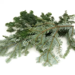 Bundle-Silver Fir