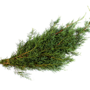 Bundle-Carolina Sapphire