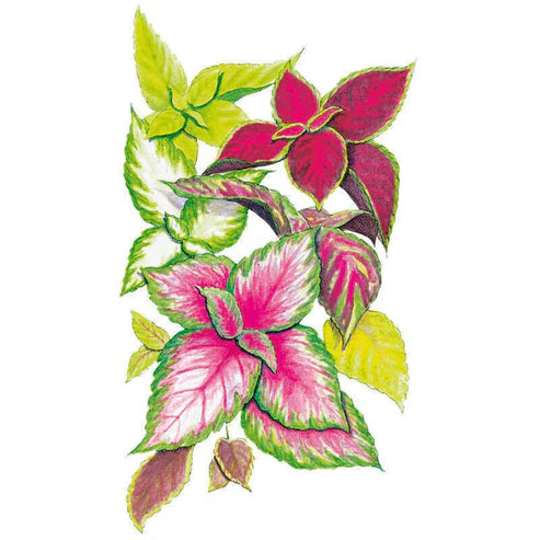 Coleus-Rainbow Bleend