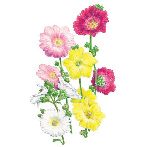 Hollyhock-Indian Spring