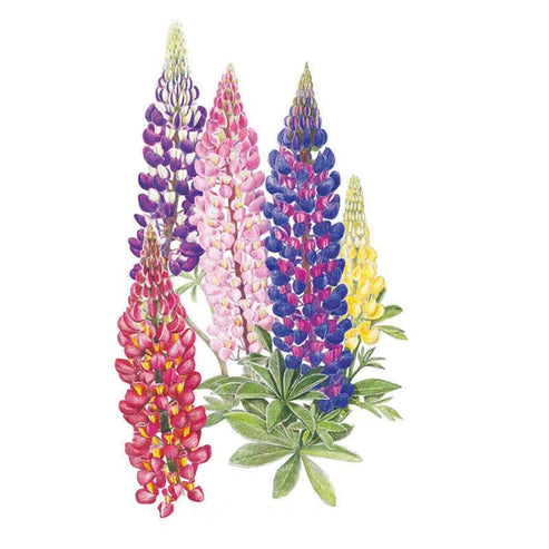 Lupine-Russel Blend