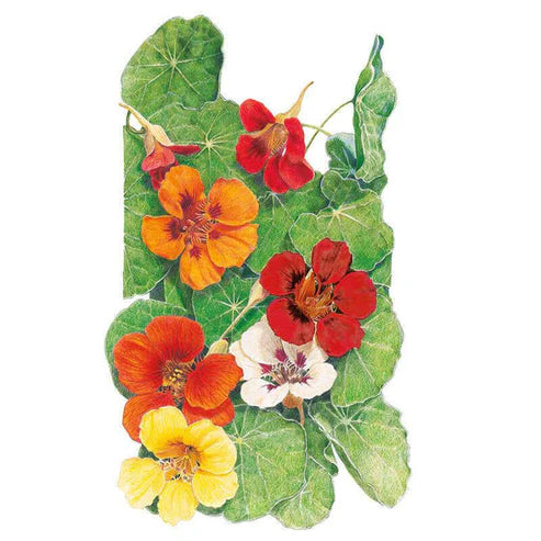 Nasturtium-Jewel Blend