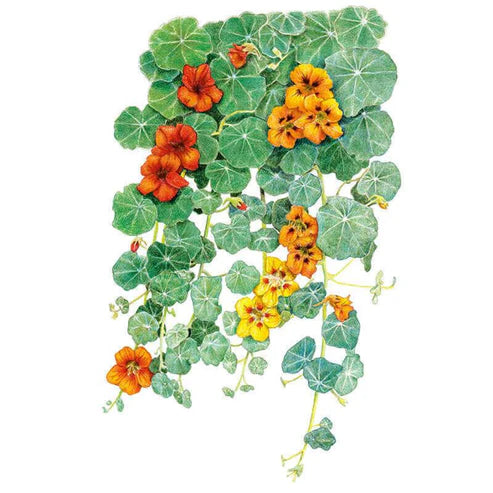 Nasturtium-Trailing Single Blend