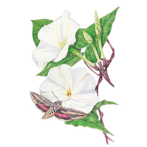 Moonflower