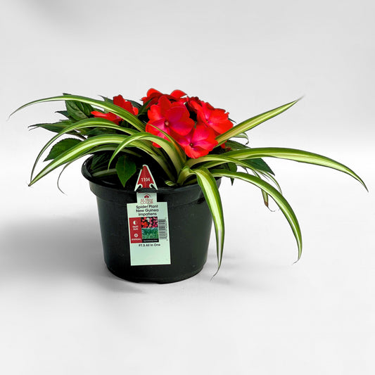 New Guinea Mango Swirl/Spider Plant 7.5"