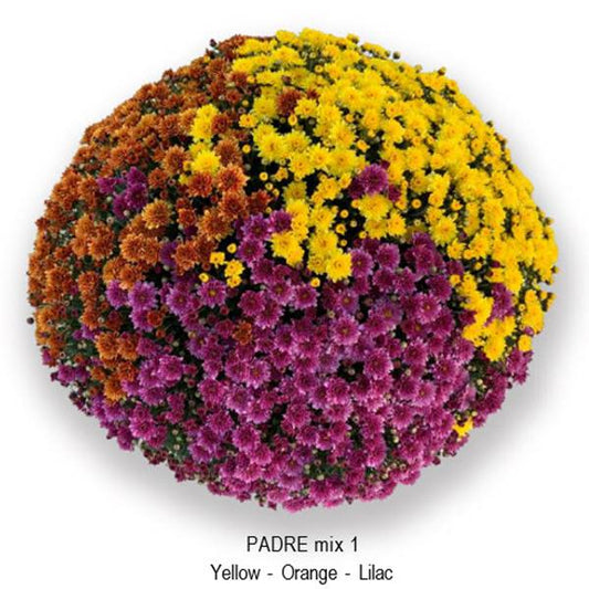 Mumbo Padre Harvest M