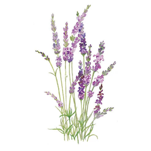 Lavender-English Tall/Vera
