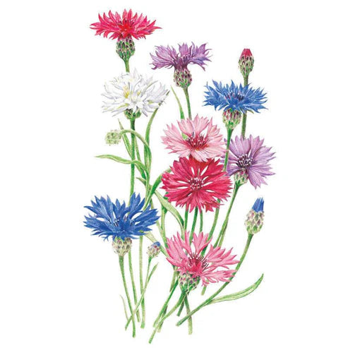 Bachelor Button-Tall Blend