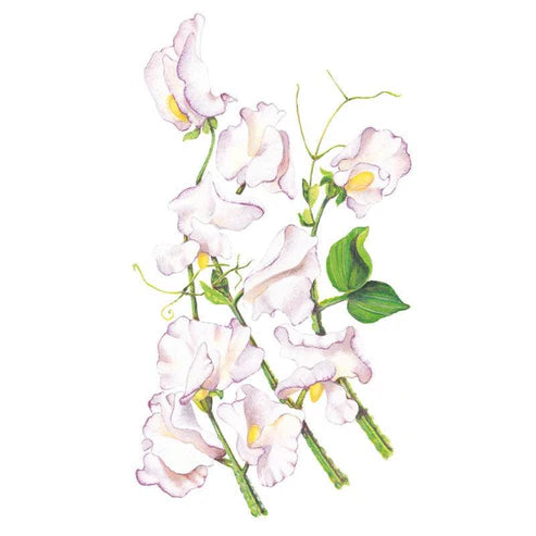 Sweet Pea-High Scent