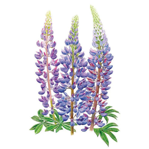 Lupine-Bluebonnet Sundial