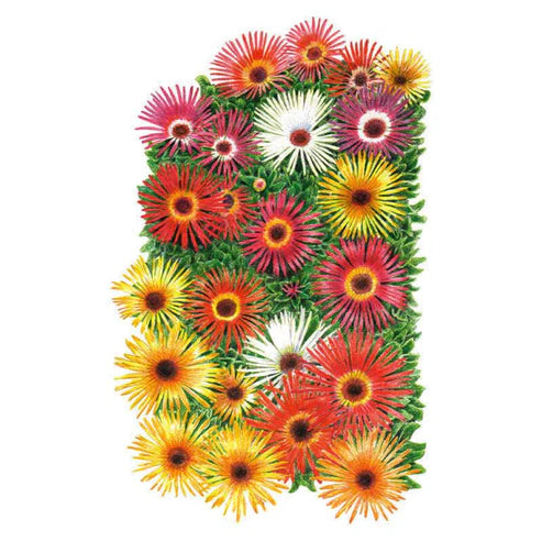 Iceplant/Livingstone-Daisy Sparkle