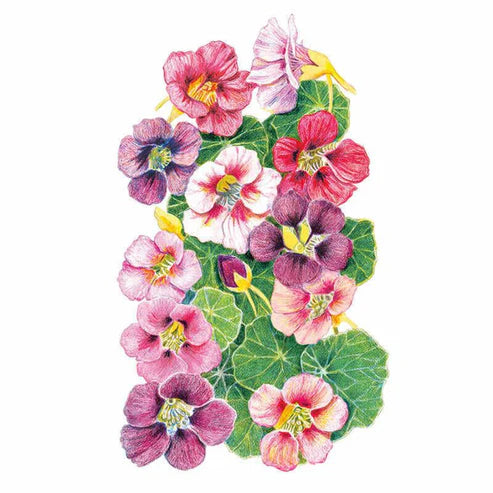 Nasturtium-Purple Emperor