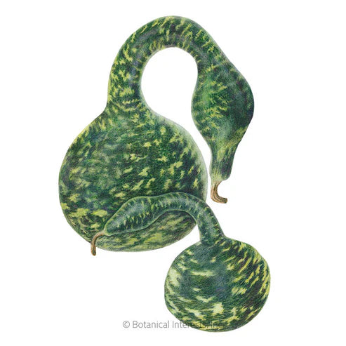 Gourd-Speckled Swan
