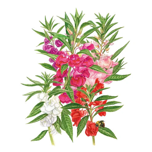 Balsam-Tom Thumb Mix