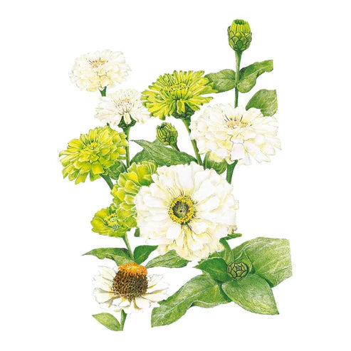 Zinnia-Key Lime Pie Mix