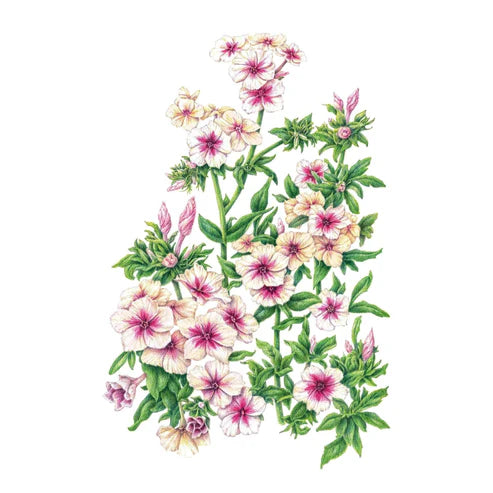Phlox-Cherry Caramel