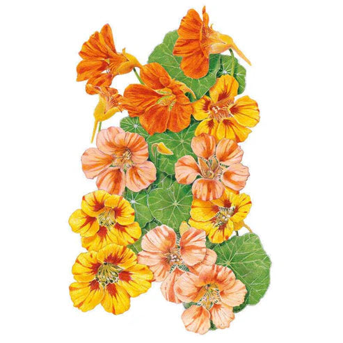Nasturtium-Fiesta Blend Org