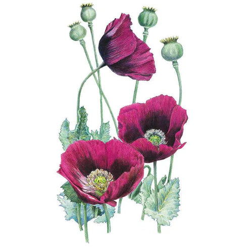 Poppy-Bread Lauren's Grape Org