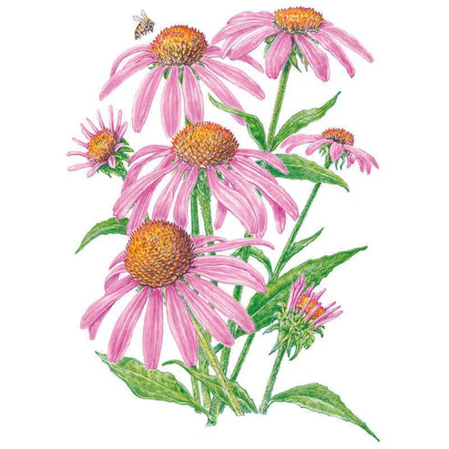Echinacea-Purple Coneflower Org