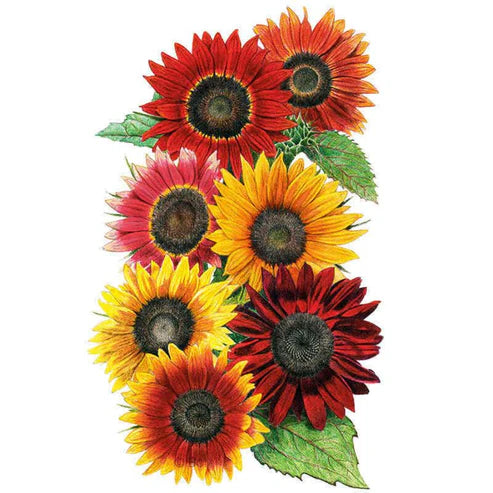 Sunflower-Heirloom Beauties Org