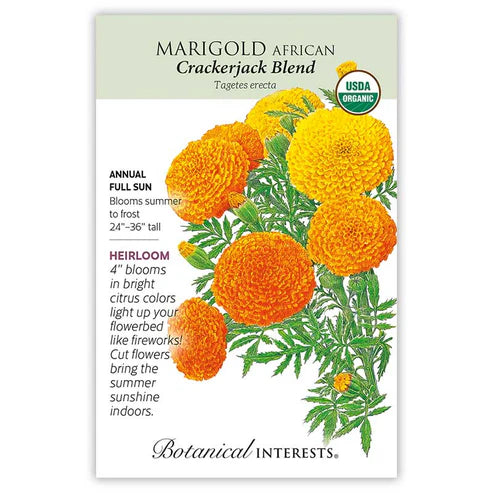 Marigold-African Crackerjack